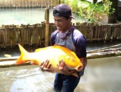 Umpan Ikan Mas Penguras Empang: Cara Membuat dan Memilih yang Tepat