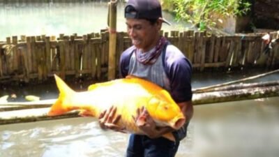 Umpan Ikan Mas Penguras Empang: Cara Membuat dan Memilih yang Tepat